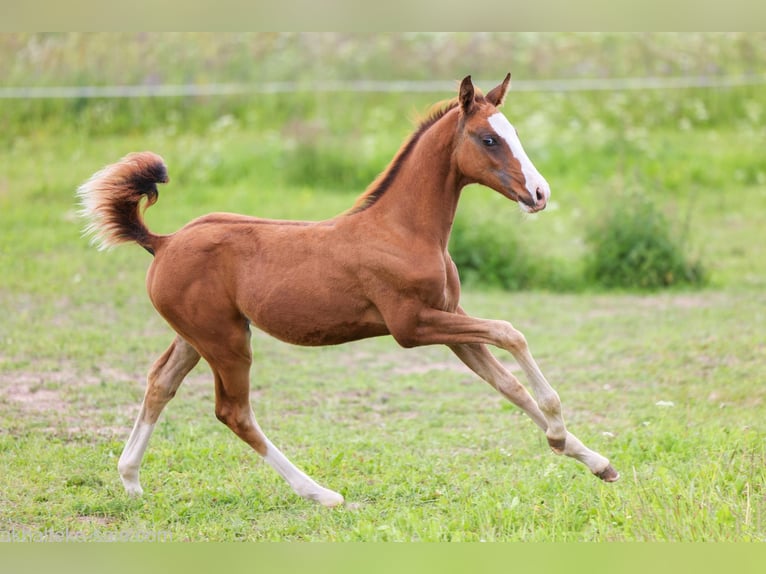 Akhal-Teke Mare 1 year 14 hh Chestnut-Red in San Pietroburgo