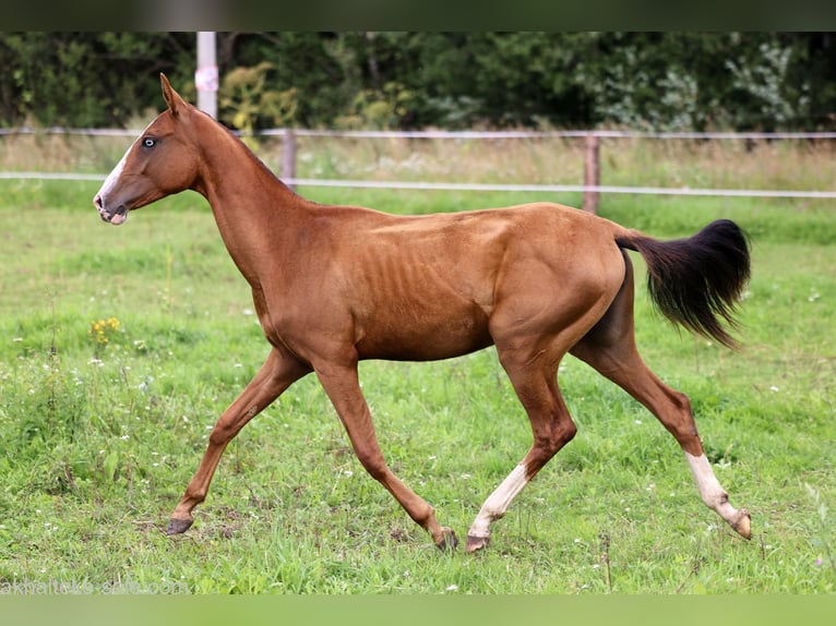 Akhal-Teke Mare 1 year 14 hh Chestnut-Red in San Pietroburgo
