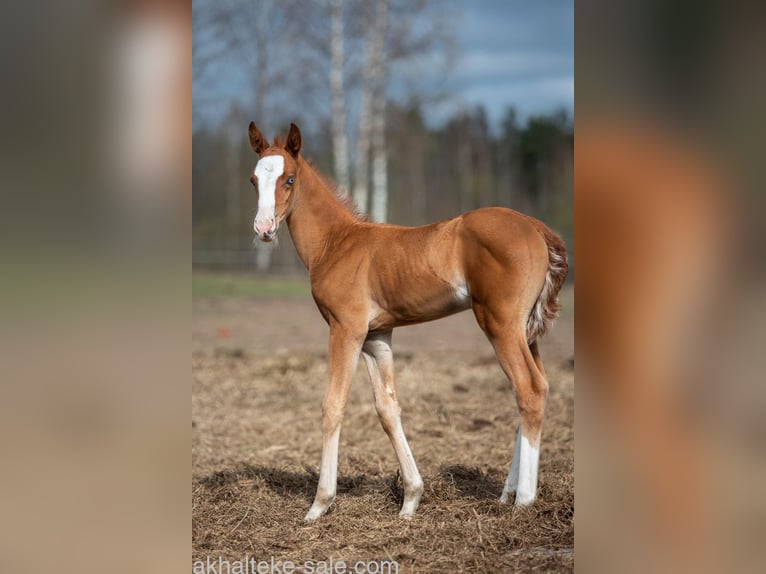Akhal-Teke Mare 1 year 14 hh Chestnut-Red in San Pietroburgo