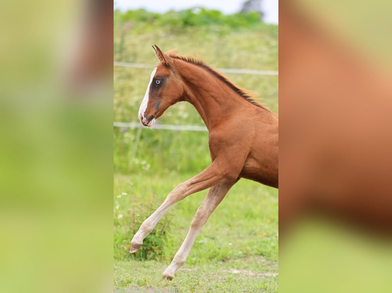 Akhal-Teke Mare 1 year 14 hh Chestnut-Red in San Pietroburgo