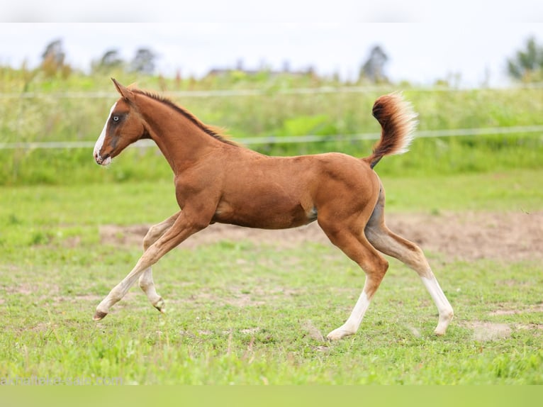 Akhal-Teke Mare 1 year 14 hh Chestnut-Red in San Pietroburgo