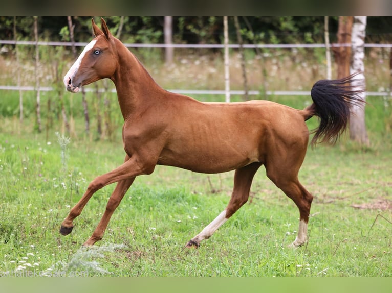 Akhal-Teke Mare 1 year 14 hh Chestnut-Red in San Pietroburgo