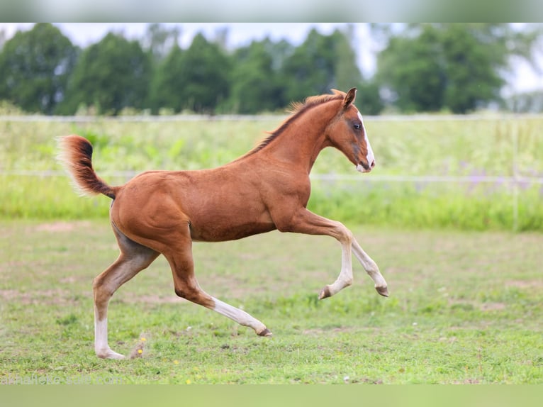 Akhal-Teke Mare 1 year 14 hh Chestnut-Red in San Pietroburgo