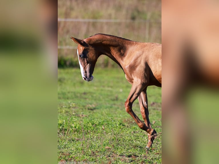 Akhal-Teke Mare 1 year 14 hh Chestnut-Red in San Pietroburgo