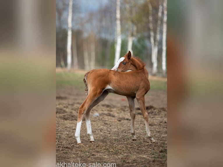 Akhal-Teke Mare 1 year 14 hh Chestnut-Red in San Pietroburgo