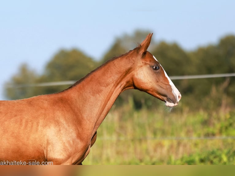 Akhal-Teke Mare 1 year 14 hh Chestnut-Red in San Pietroburgo