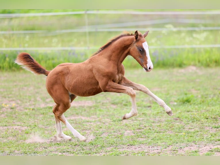 Akhal-Teke Mare 1 year 14 hh Chestnut-Red in San Pietroburgo