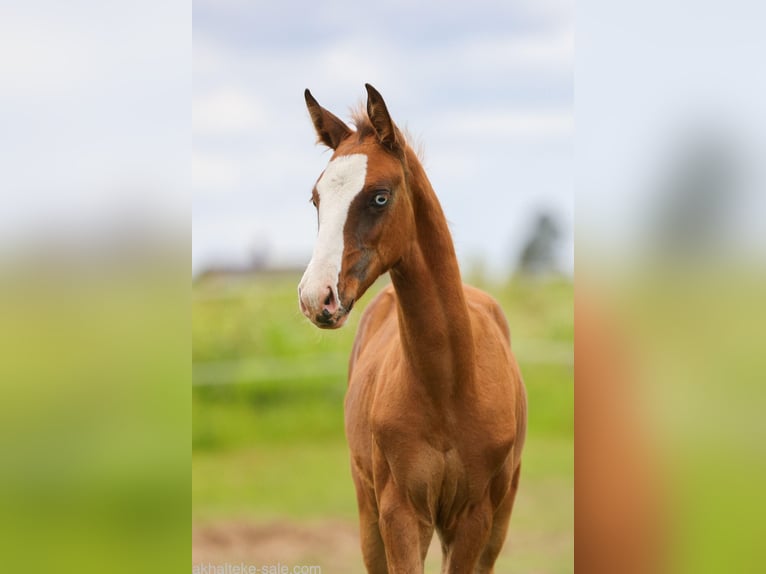Akhal-Teke Mare 1 year 14 hh Chestnut-Red in San Pietroburgo