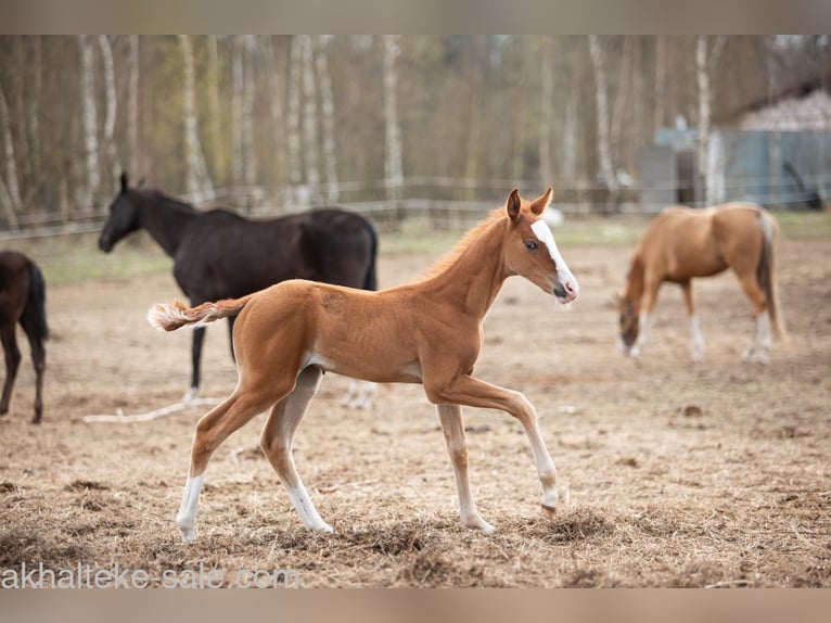 Akhal-Teke Mare 1 year 14 hh Chestnut-Red in San Pietroburgo