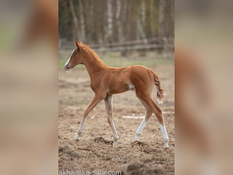 Akhal-Teke Mare 1 year 14 hh Chestnut-Red in San Pietroburgo
