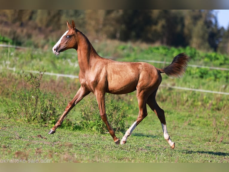 Akhal-Teke Mare 1 year 14 hh Chestnut-Red in San Pietroburgo