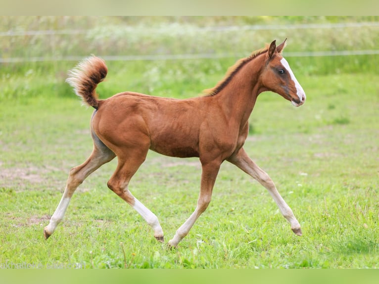 Akhal-Teke Mare 1 year 14 hh Chestnut-Red in San Pietroburgo