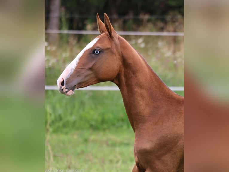 Akhal-Teke Mare 1 year 14 hh Chestnut-Red in San Pietroburgo