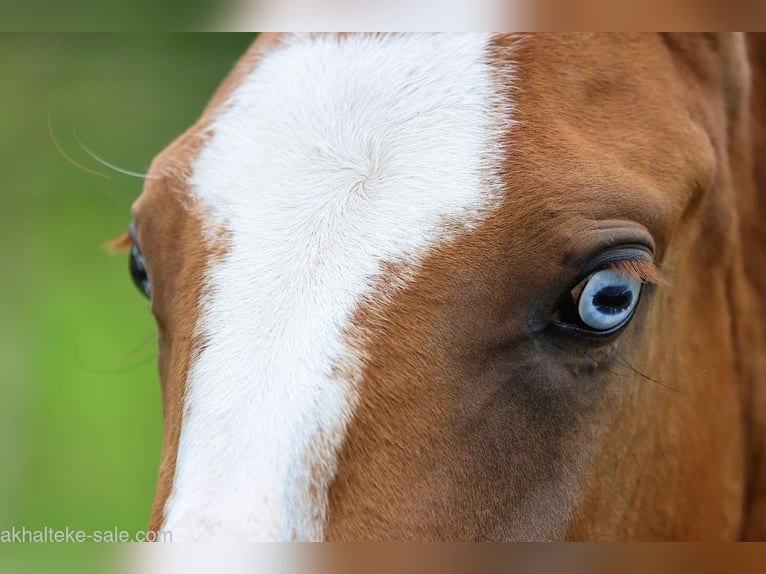 Akhal-Teke Mare 1 year 14 hh Chestnut-Red in San Pietroburgo