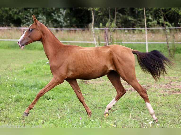Akhal-Teke Mare 1 year 14 hh Chestnut-Red in San Pietroburgo