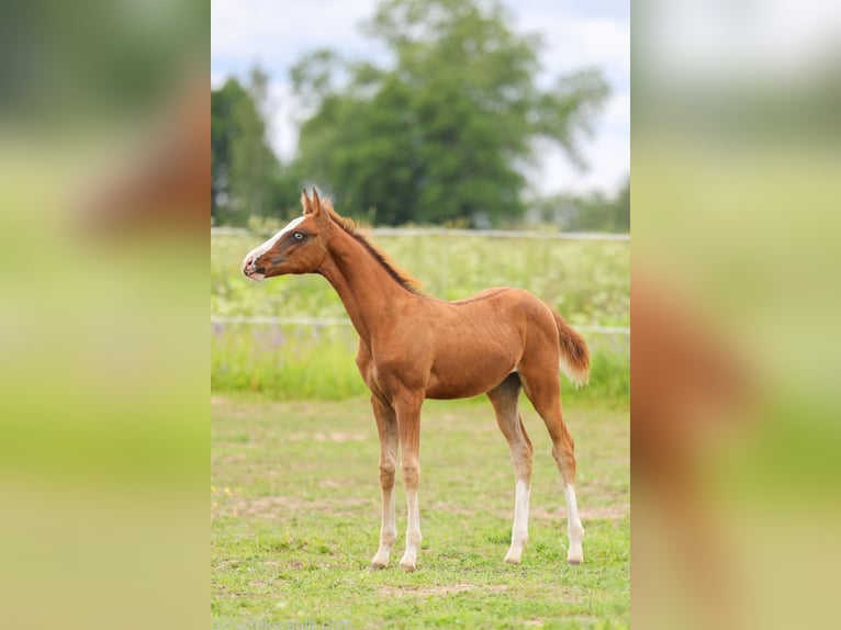 Akhal-Teke Mare 1 year 14 hh Chestnut-Red in San Pietroburgo