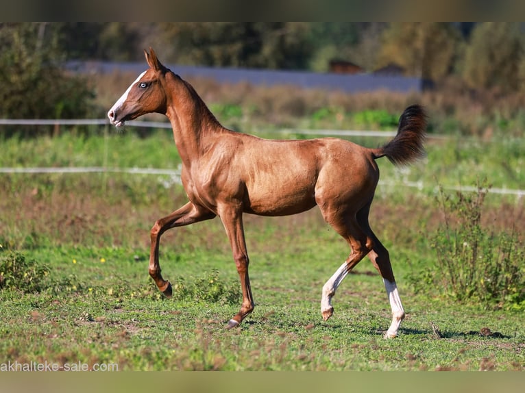 Akhal-Teke Mare 1 year 14 hh Chestnut-Red in San Pietroburgo