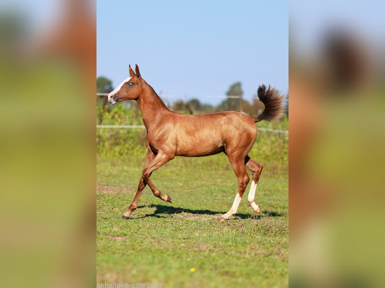 Akhal-Teke Mare 1 year 14 hh Chestnut-Red in San Pietroburgo