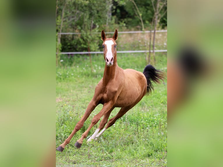 Akhal-Teke Mare 1 year 14 hh Chestnut-Red in San Pietroburgo