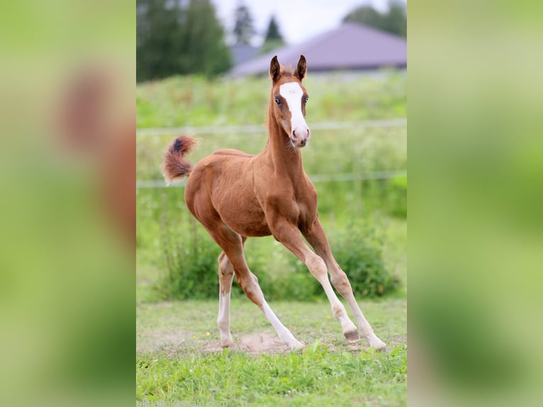Akhal-Teke Mare 1 year 14 hh Chestnut-Red in San Pietroburgo