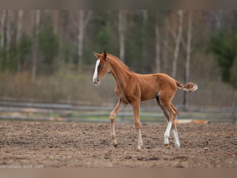 Akhal-Teke Mare 1 year 14 hh Chestnut-Red in San Pietroburgo