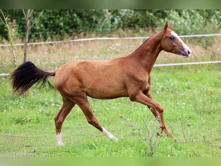 Akhal-Teke Mare 1 year 14 hh Chestnut-Red in San Pietroburgo