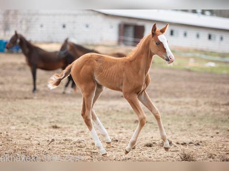 Akhal-Teke Mare 1 year 14 hh Chestnut-Red in San Pietroburgo
