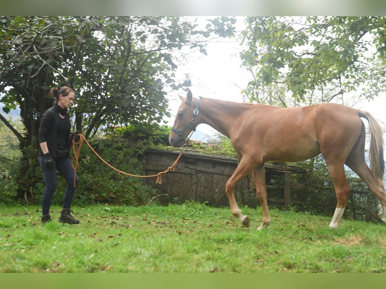 Akhal-Teke Mix Mare 1 year 15.2 hh Chestnut-Red in Piloña