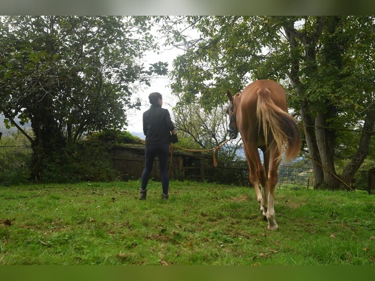Akhal-Teke Mix Mare 1 year 15.2 hh Chestnut-Red in Piloña