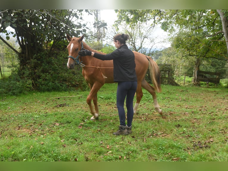 Akhal-Teke Mix Mare 1 year 15.2 hh Chestnut-Red in Piloña