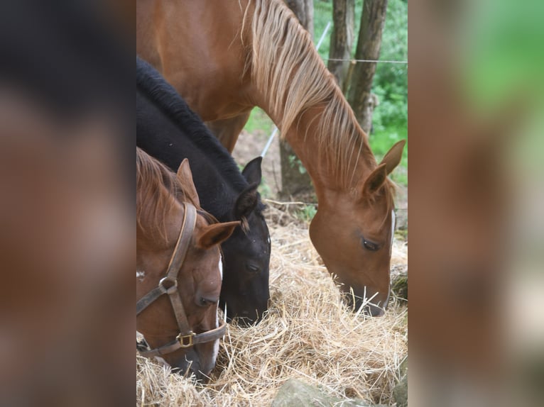 Akhal-Teke Mix Mare 1 year 15.2 hh Chestnut-Red in Piloña