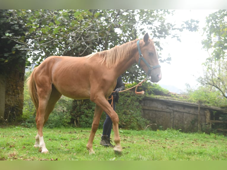 Akhal-Teke Mix Mare 1 year 15.2 hh Chestnut-Red in Piloña