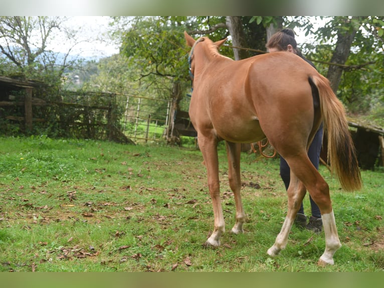 Akhal-Teke Mix Mare 1 year 15.2 hh Chestnut-Red in Piloña