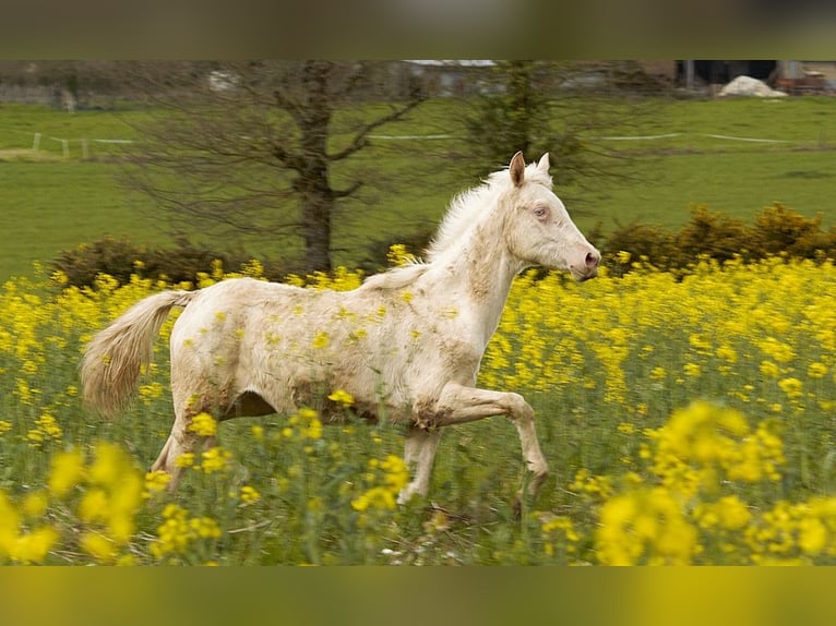 Akhal-Teke Mare 1 year 15,2 hh Cremello in GOVEN