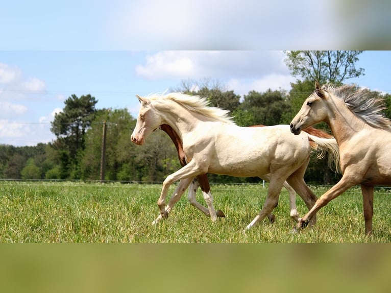 Akhal-Teke Mare 1 year 15,2 hh Cremello in GOVEN