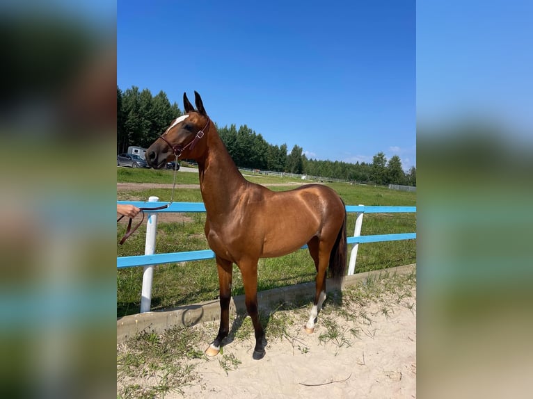 Akhal-Teke Mare 1 year Bay in Dzilnuciems
