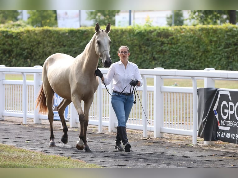 Akhal-Teke Mare 2 years 15,2 hh Buckskin in Val de Bride