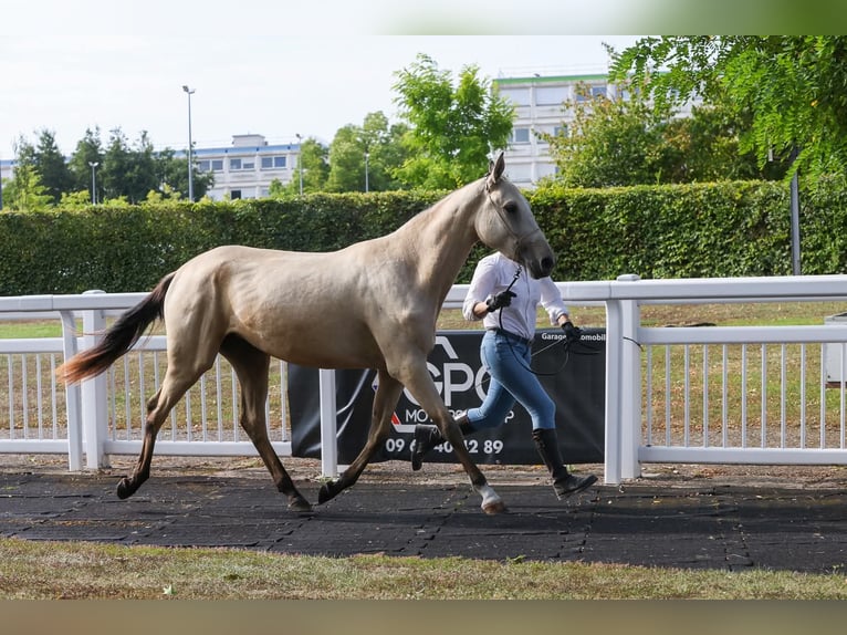 Akhal-Teke Mare 2 years 15,2 hh Buckskin in Val de Bride