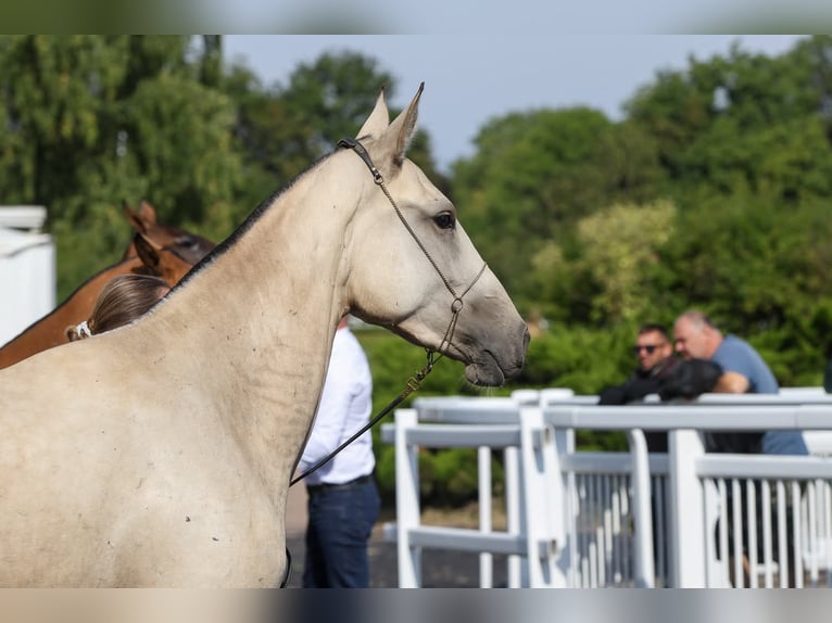Akhal-Teke Mare 2 years 15,2 hh Buckskin in Val de Bride