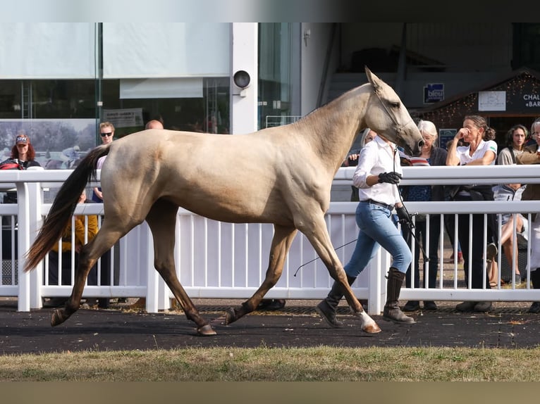 Akhal-Teke Mare 2 years 15,2 hh Buckskin in Val de Bride