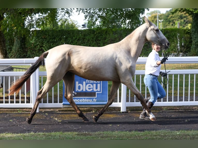 Akhal-Teke Mare 2 years 15,2 hh Buckskin in Val de Bride