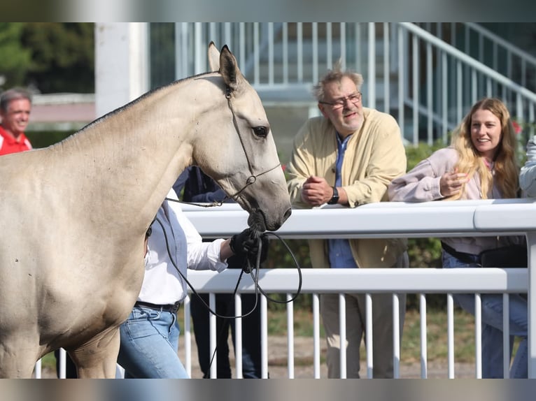 Akhal-Teke Mare 2 years 15,2 hh Buckskin in Val de Bride