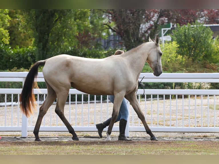 Akhal-Teke Mare 2 years 15,2 hh Buckskin in Val de Bride