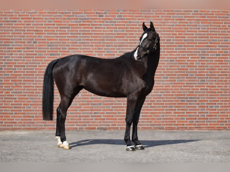 Akhal-Teke Mix Mare 3 years 15.3 hh Black in Ovelgönne