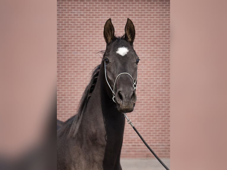 Akhal-Teke Mare 3 years 15,1 hh Black in Ovelgönne