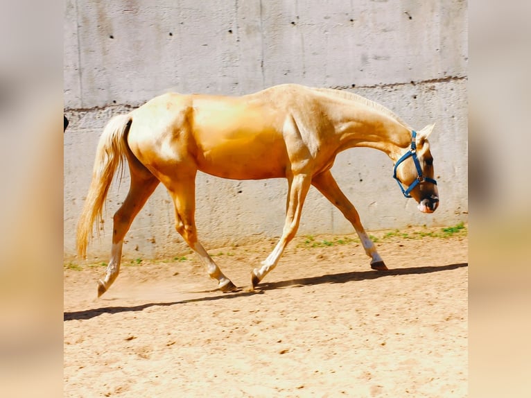 Akhal-Teke Mare 3 years 15,1 hh Palomino in Химки