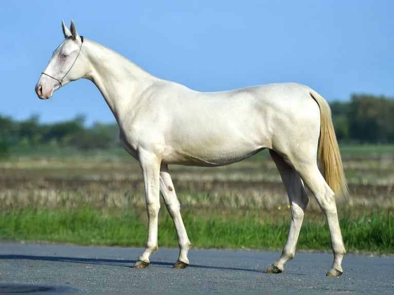 Akhal-Teke Mare 4 years 15,1 hh Perlino in Ovelgönne