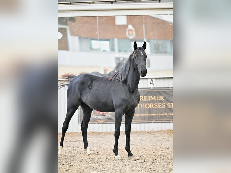 Akhal-Teke Mix Mare 4 years 15.2 hh Black in Ovelgönne