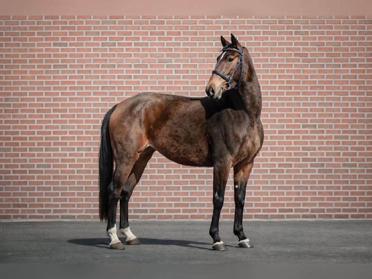 Akhal-Teke Mare 4 years 15.3 hh Brown in Wietze