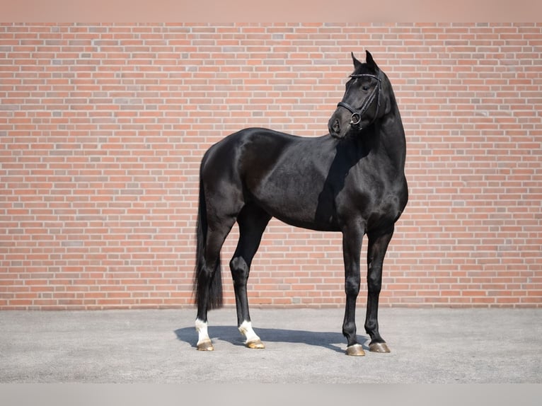 Akhal-Teke Mix Mare 4 years 15,2 hh Black in Celle